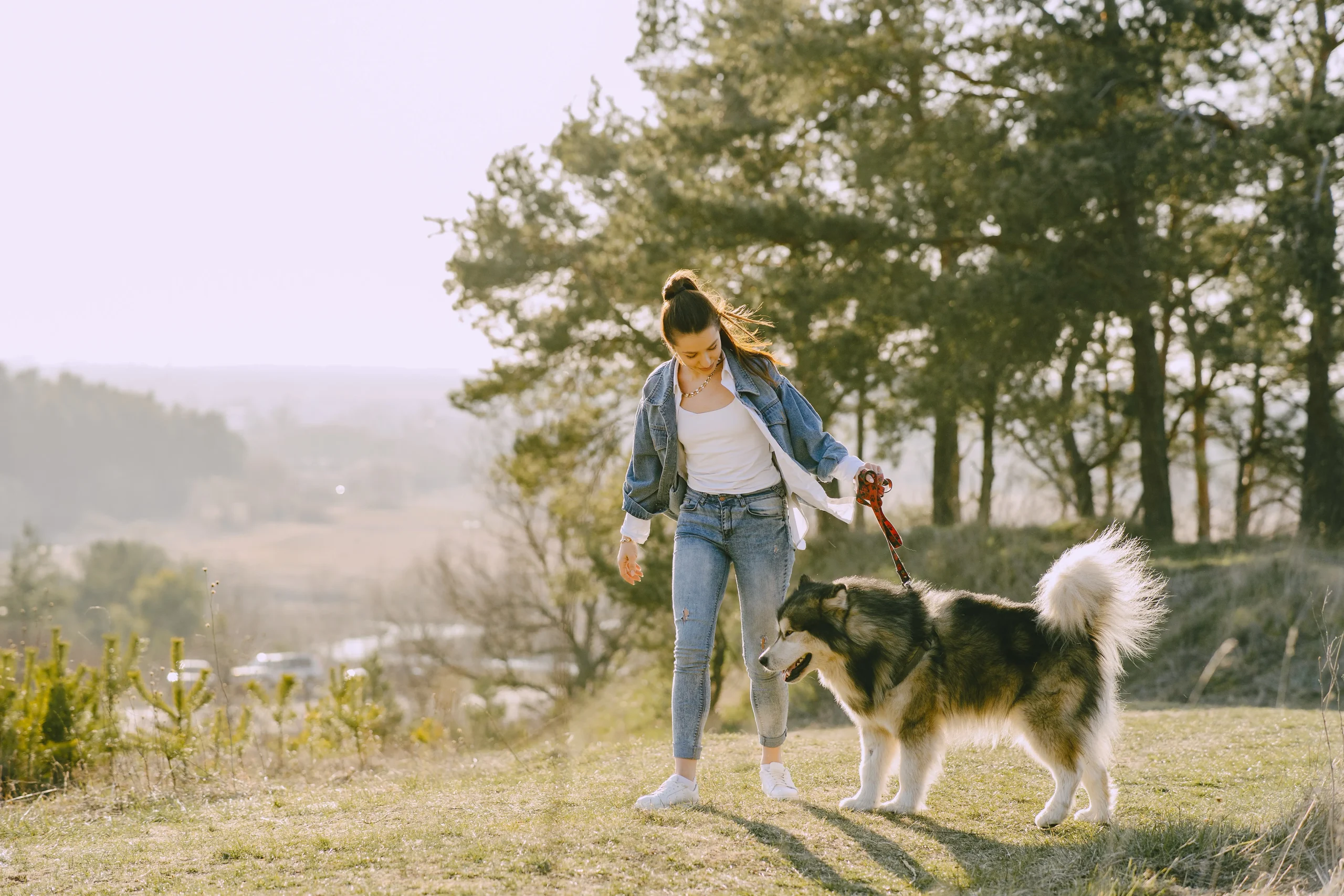 stylish girl sunny field with dog